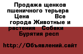 Продажа щенков пшеничного терьера › Цена ­ 30 000 - Все города Животные и растения » Собаки   . Бурятия респ.